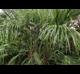 Chamaerops humilis